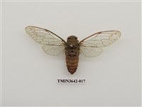 藏品(陽明山暮蟬)的圖片